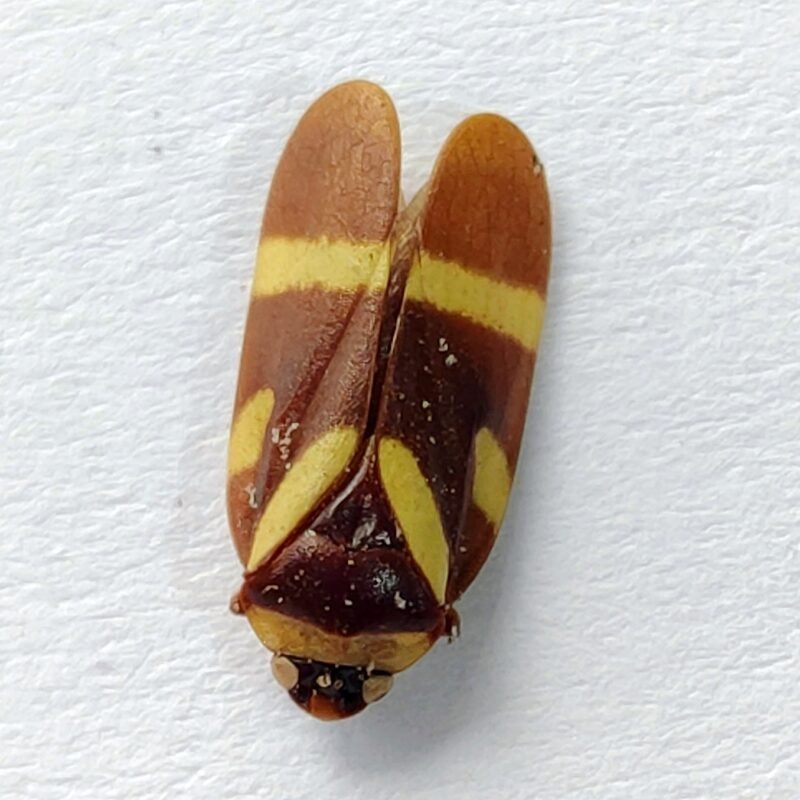 25 Fulgoridae