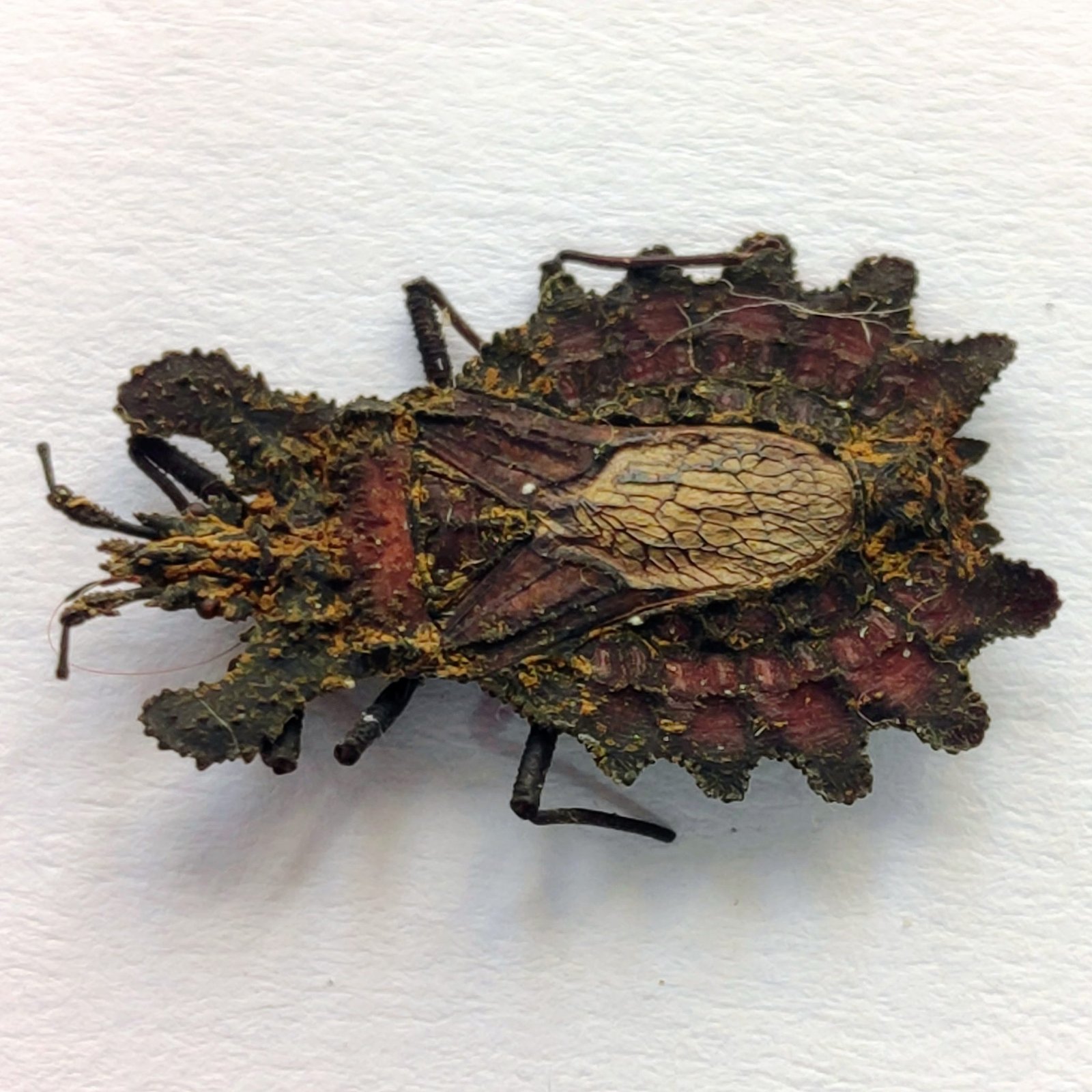 25 Reduviidae - Image 2