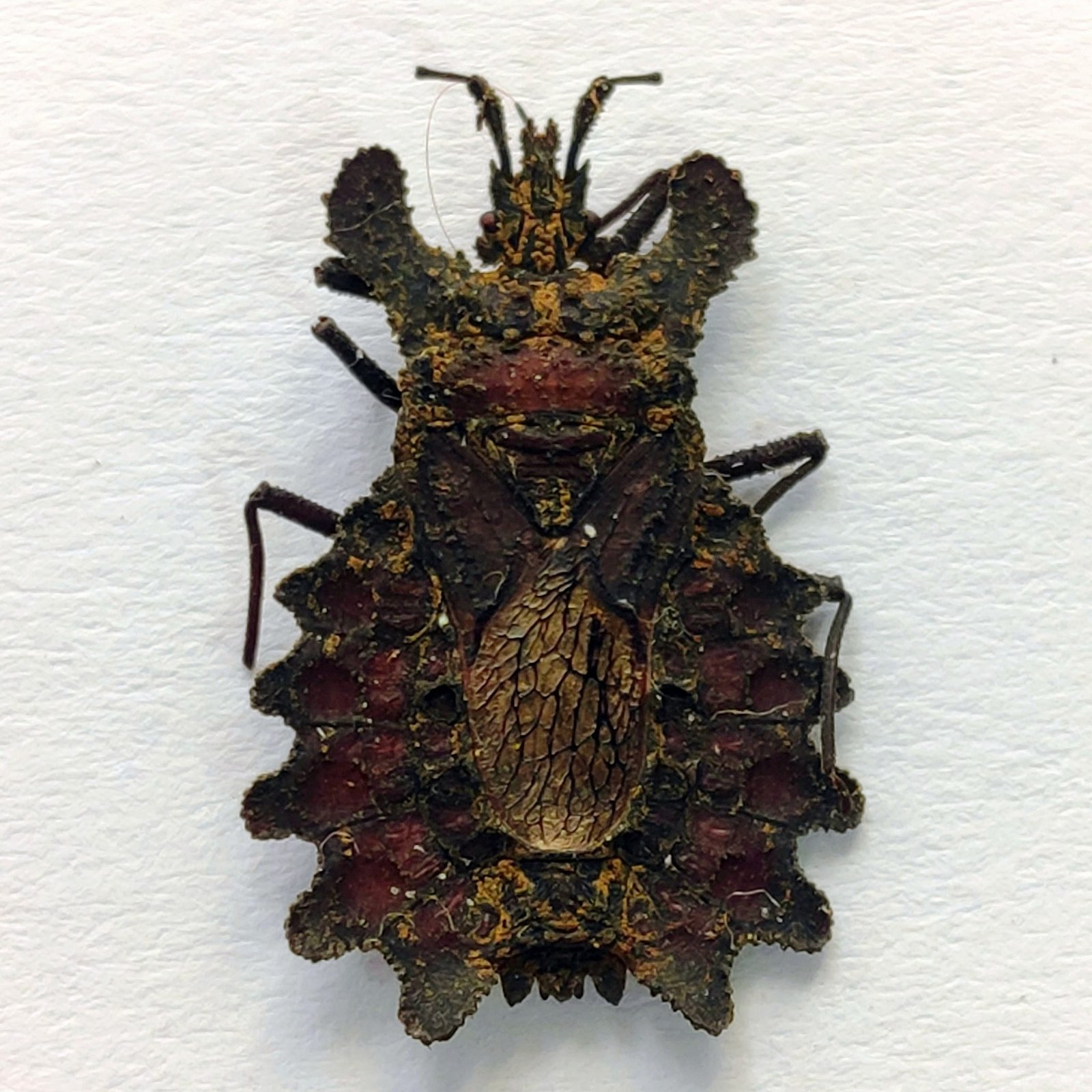 25 Reduviidae - Image 3