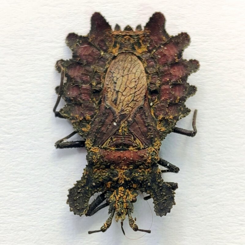25 Reduviidae