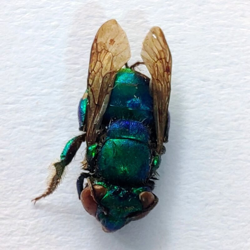 26 Apidae