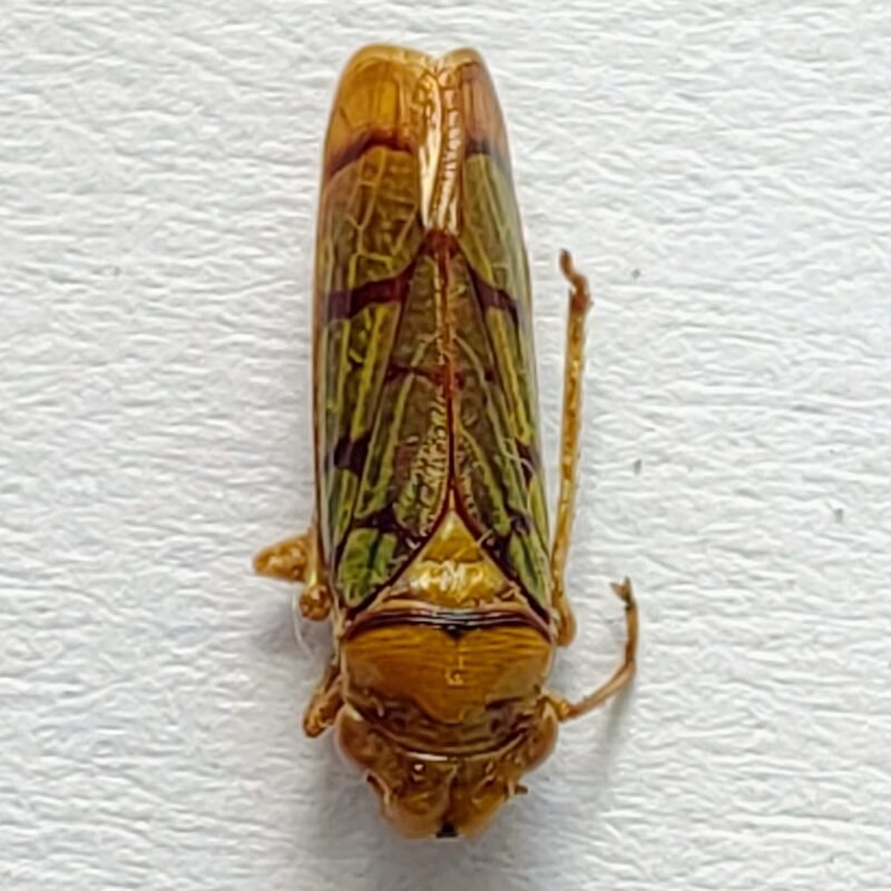 26 Cicadellidae