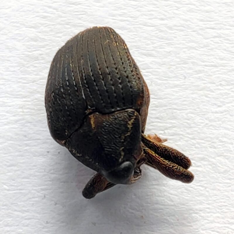 26 Curculionidae