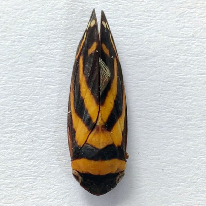 26 Fulgoridae