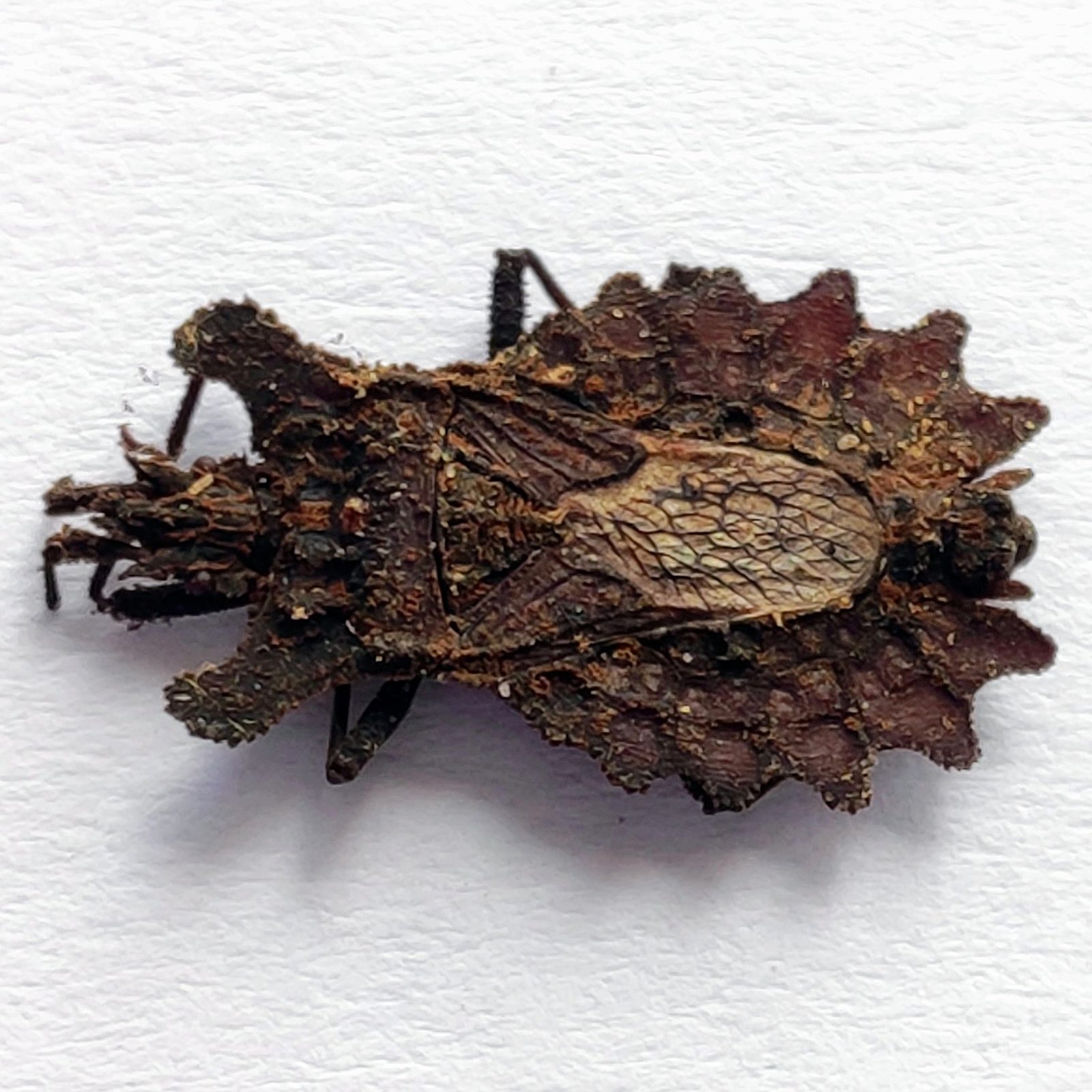 26 Reduviidae - Image 2