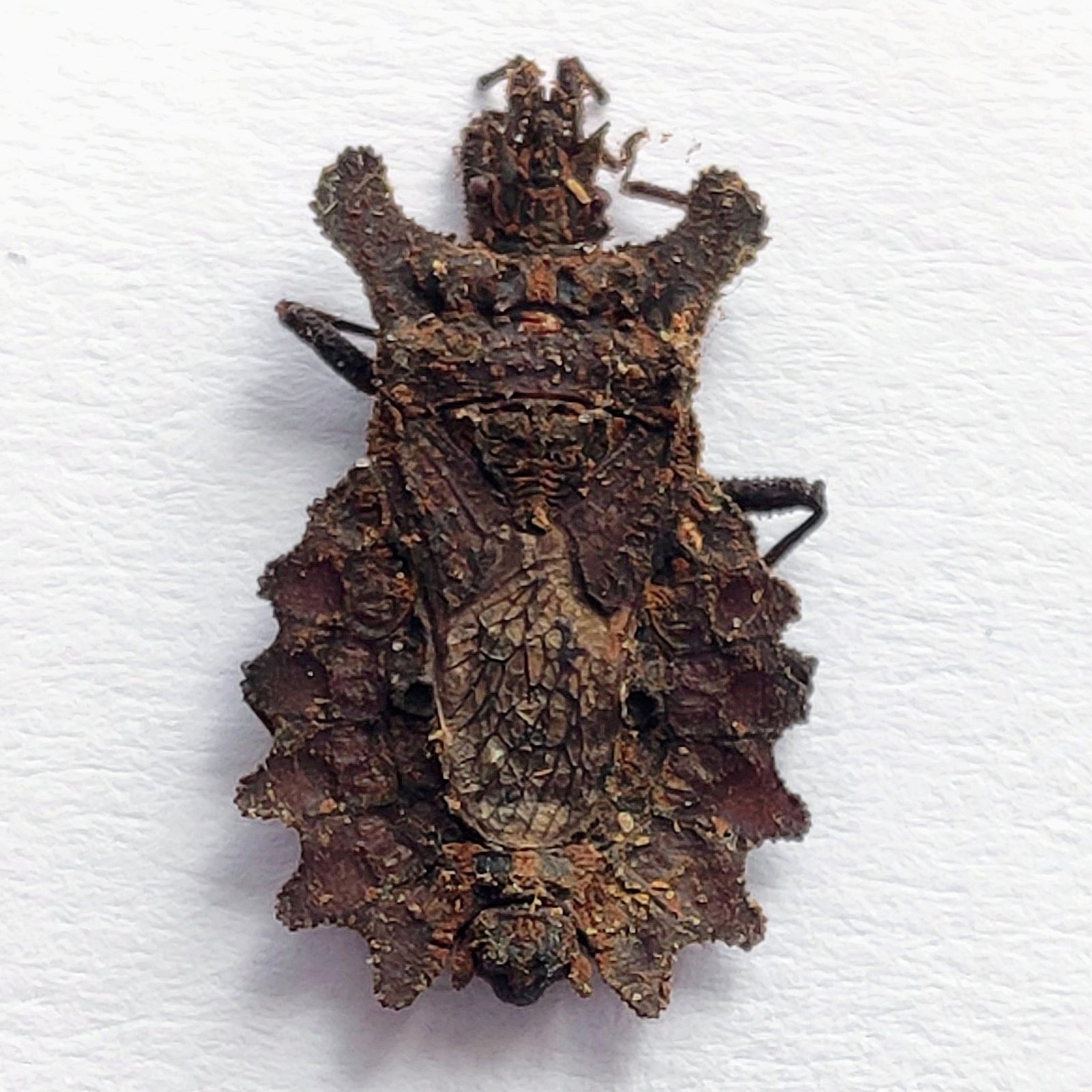 26 Reduviidae - Image 3