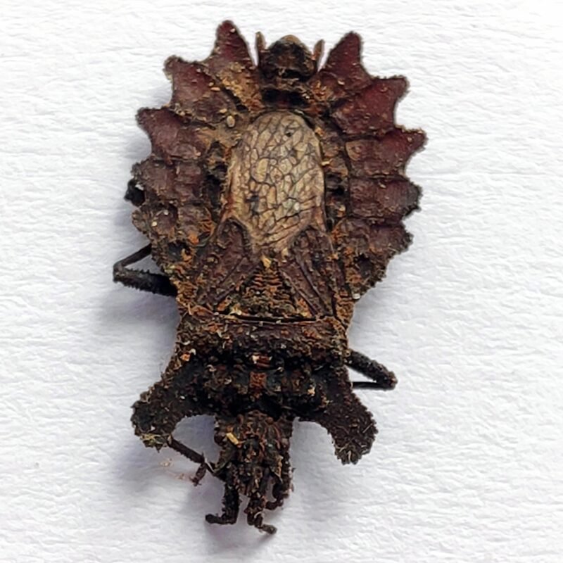 26 Reduviidae
