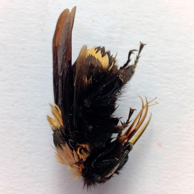 27 Apidae