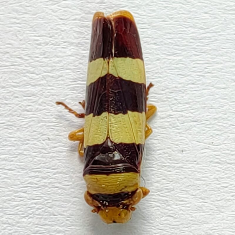 27 Cicadellidae