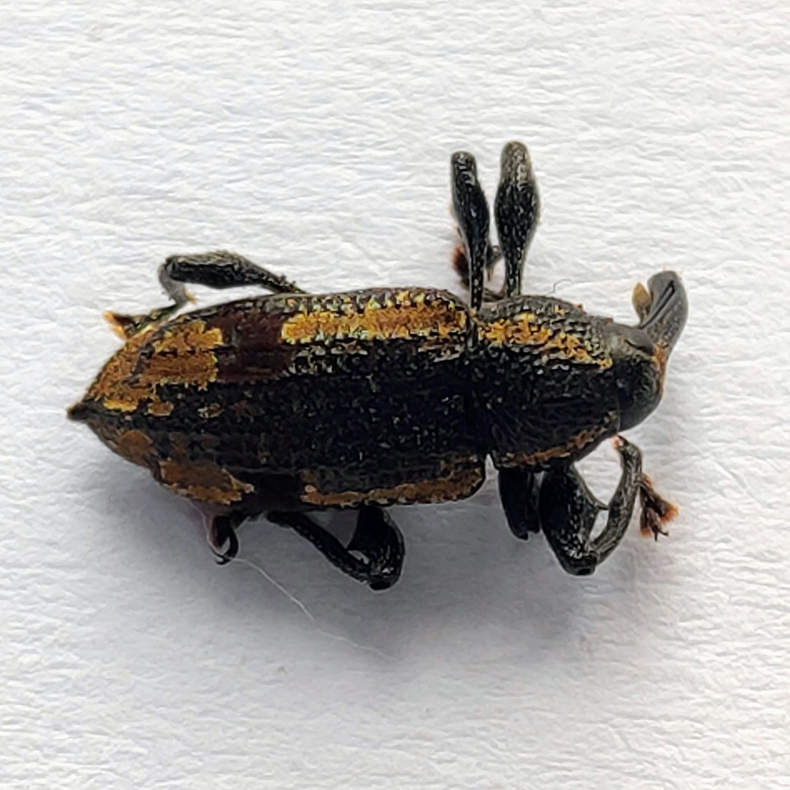 27 Curculionidae - Image 2