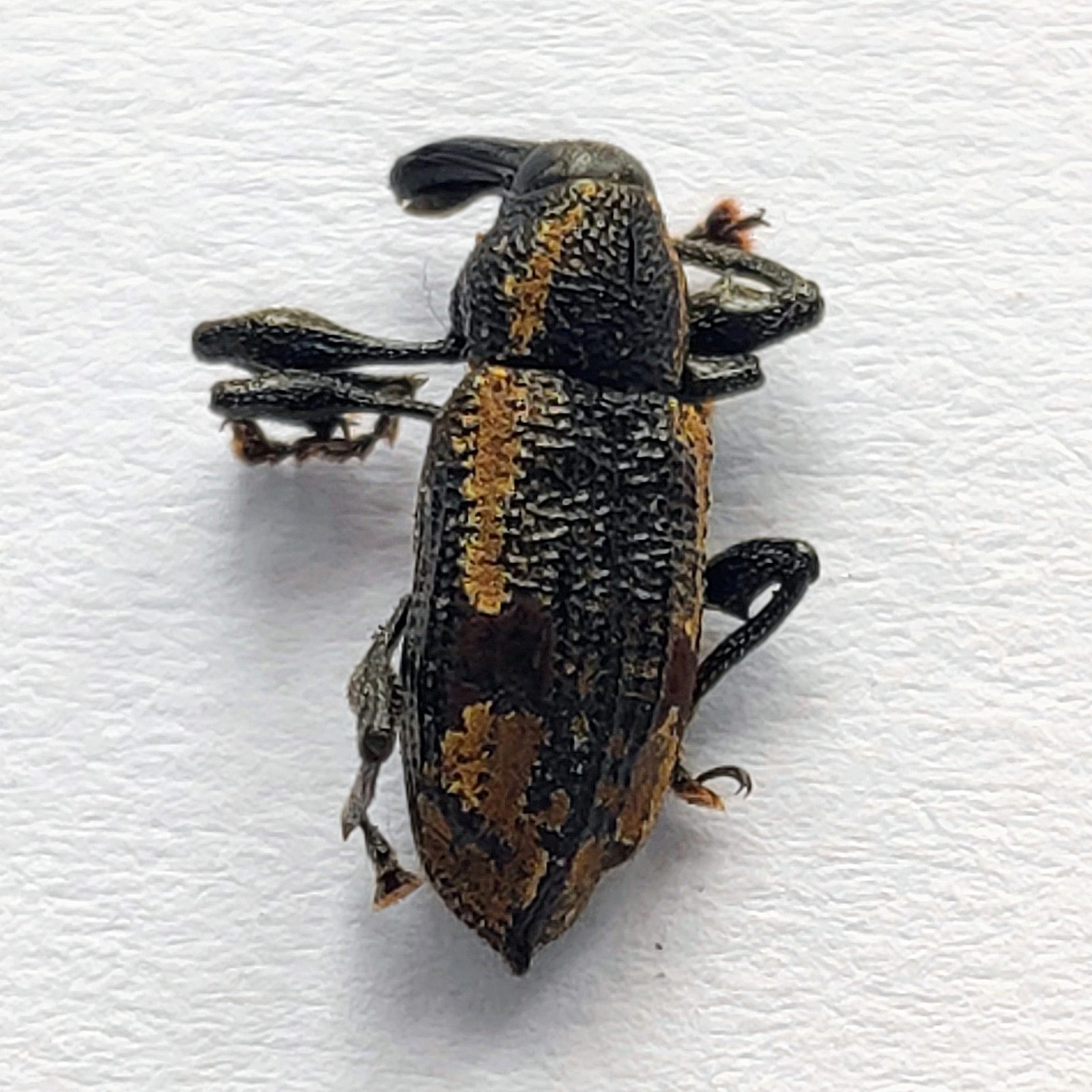 27 Curculionidae - Image 3