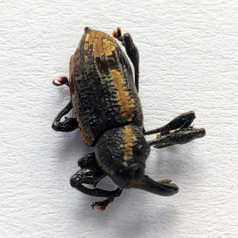 27 Curculionidae