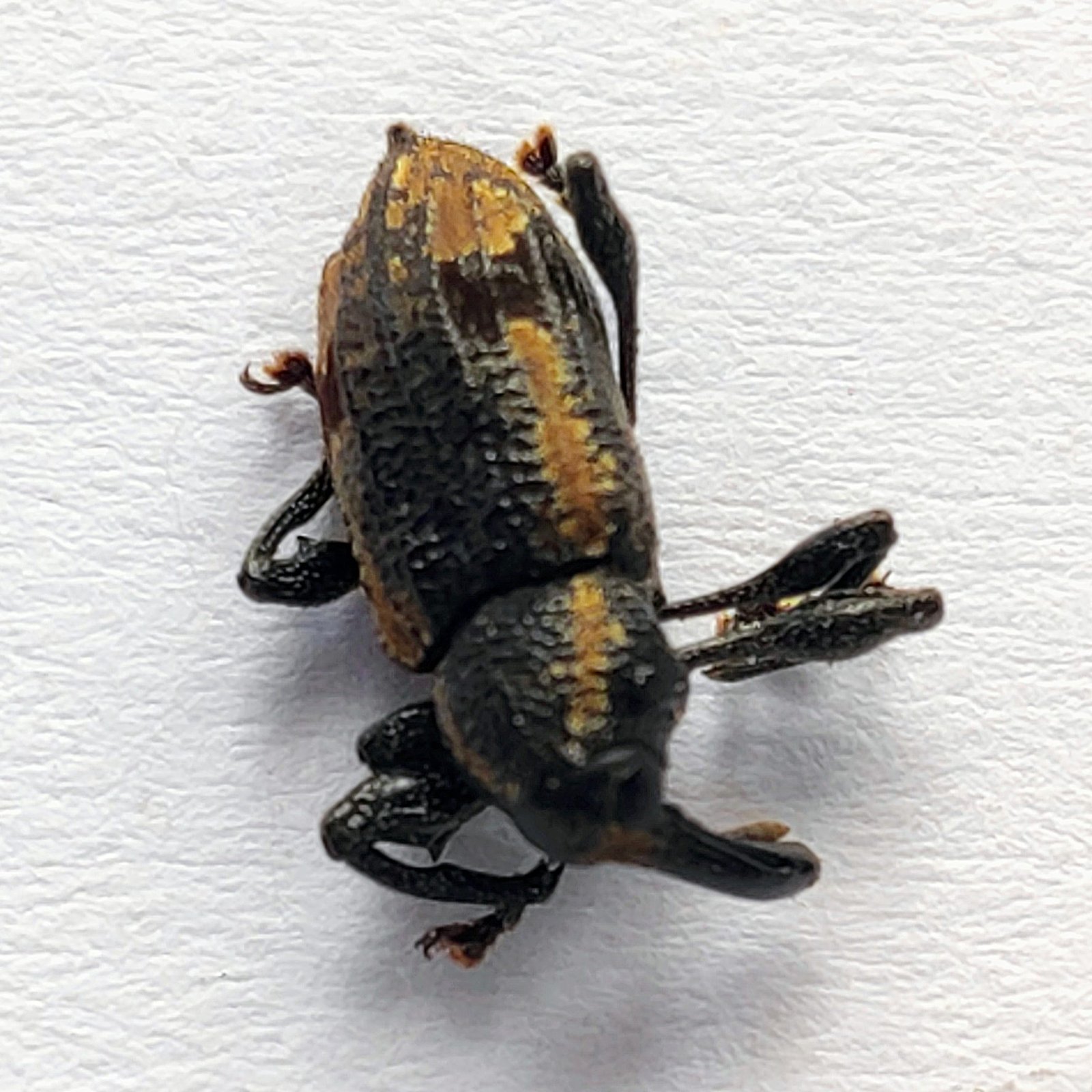 27 Curculionidae