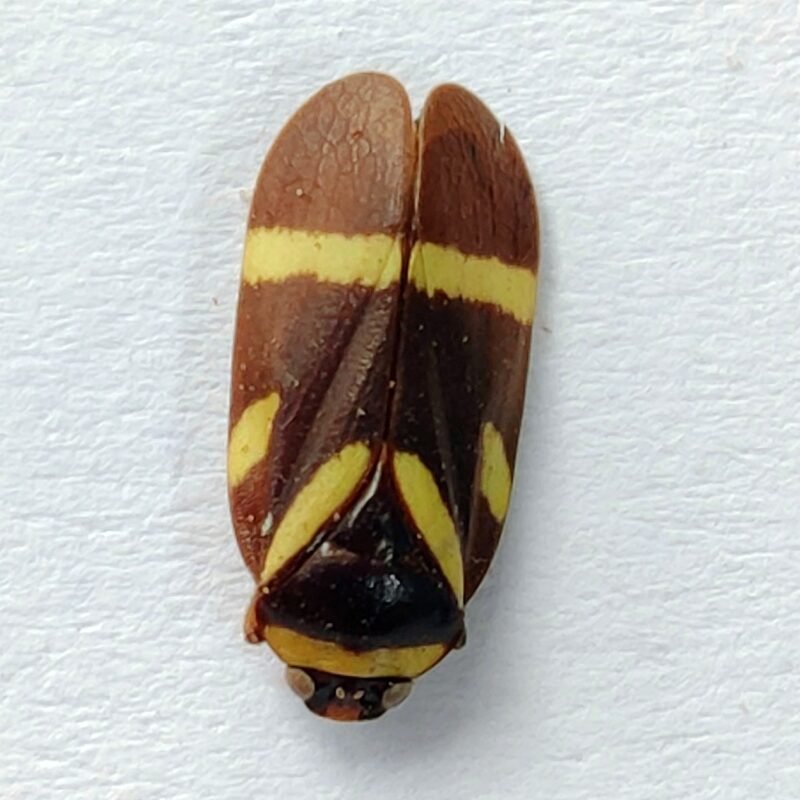 27 Fulgoridae