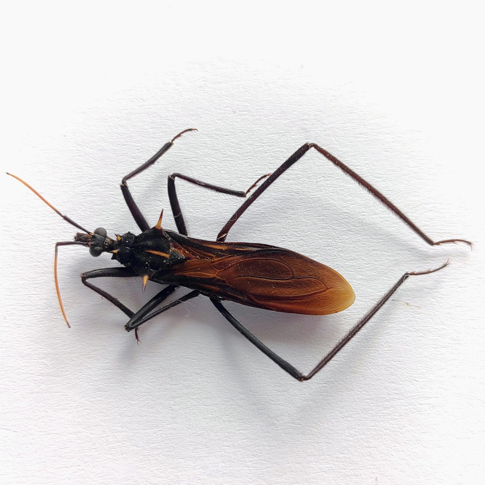 27 Reduviidae - Image 2