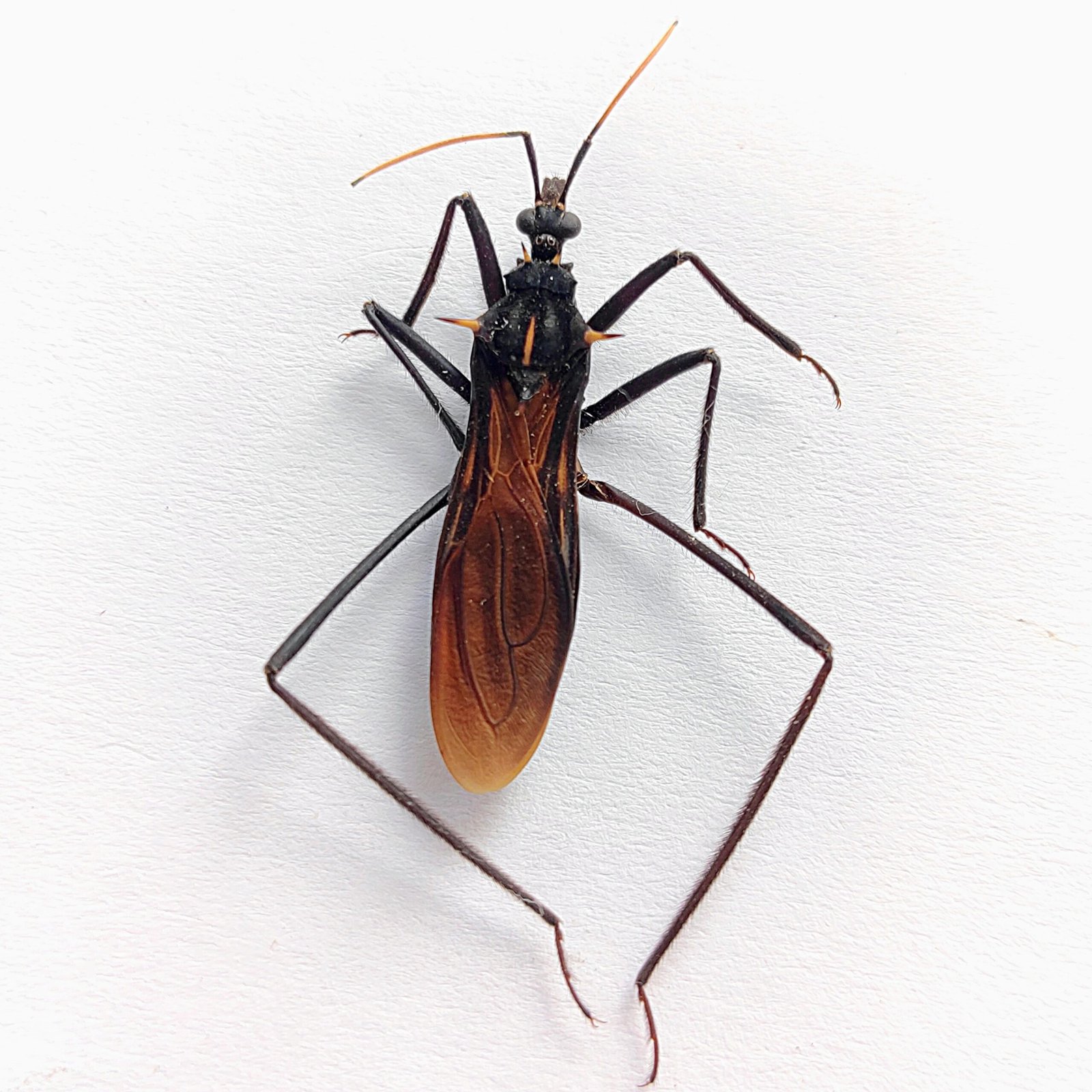 27 Reduviidae - Image 3