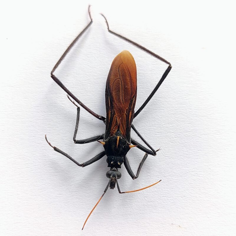 27 Reduviidae