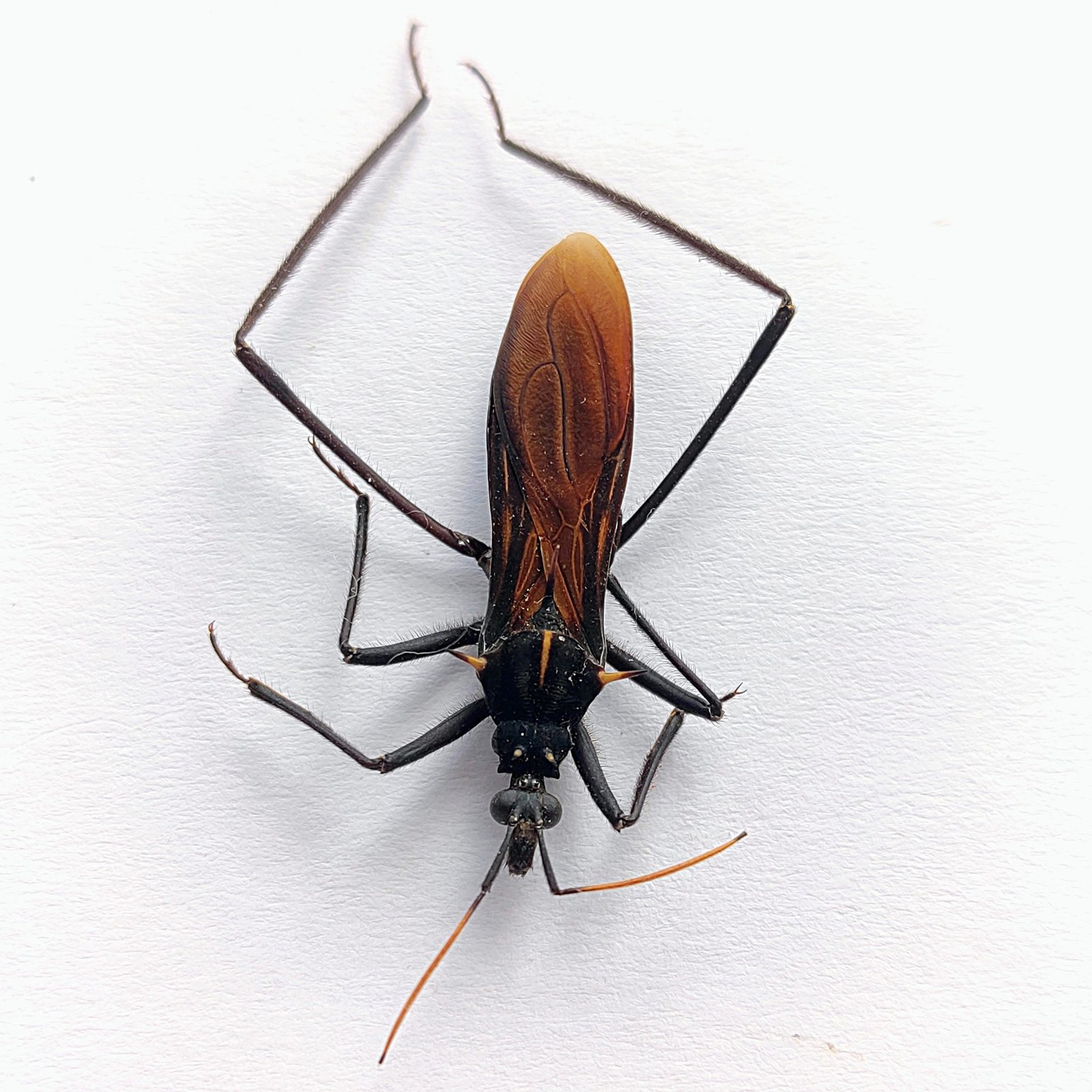 27 Reduviidae