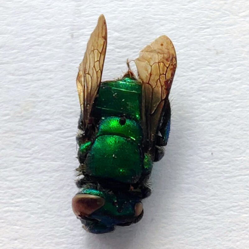 28 Apidae