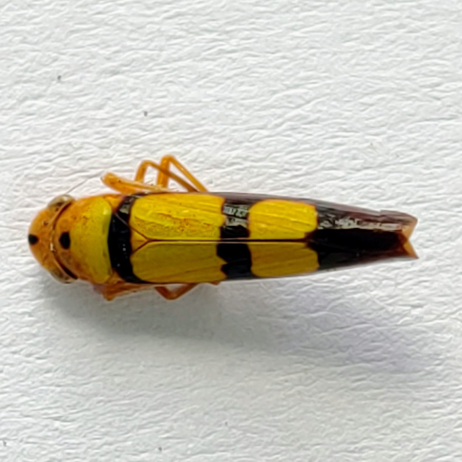 28 Cicadellidae - Image 2