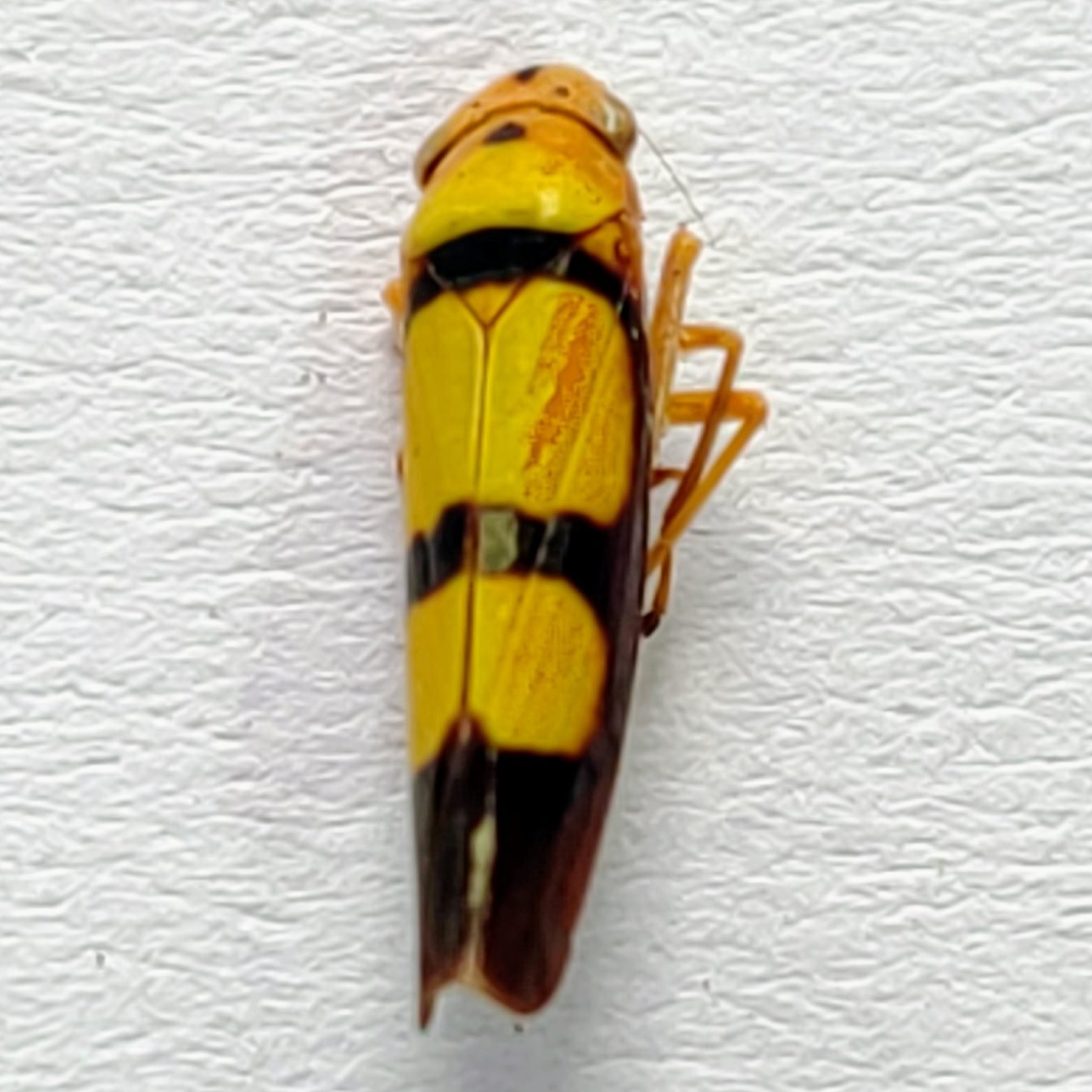 28 Cicadellidae - Image 3