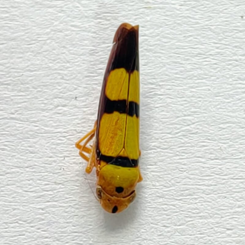 28 Cicadellidae