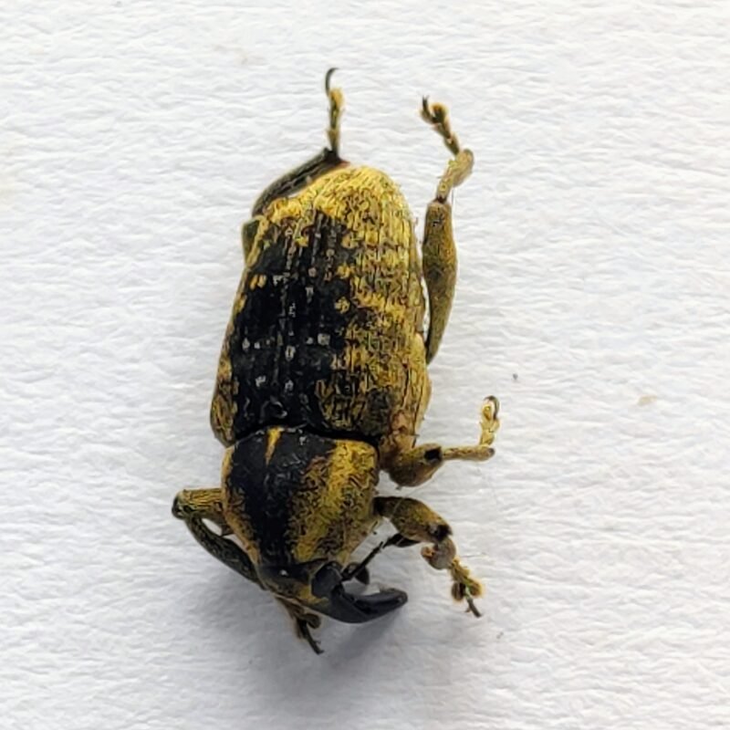 28 Curculionidae