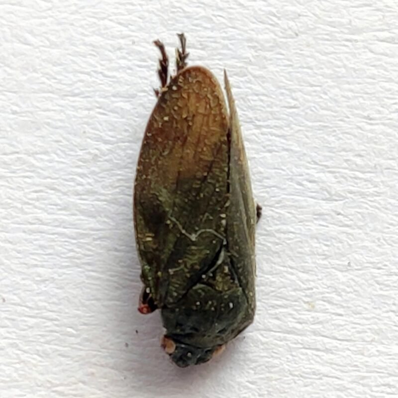 28 Fulgoridae