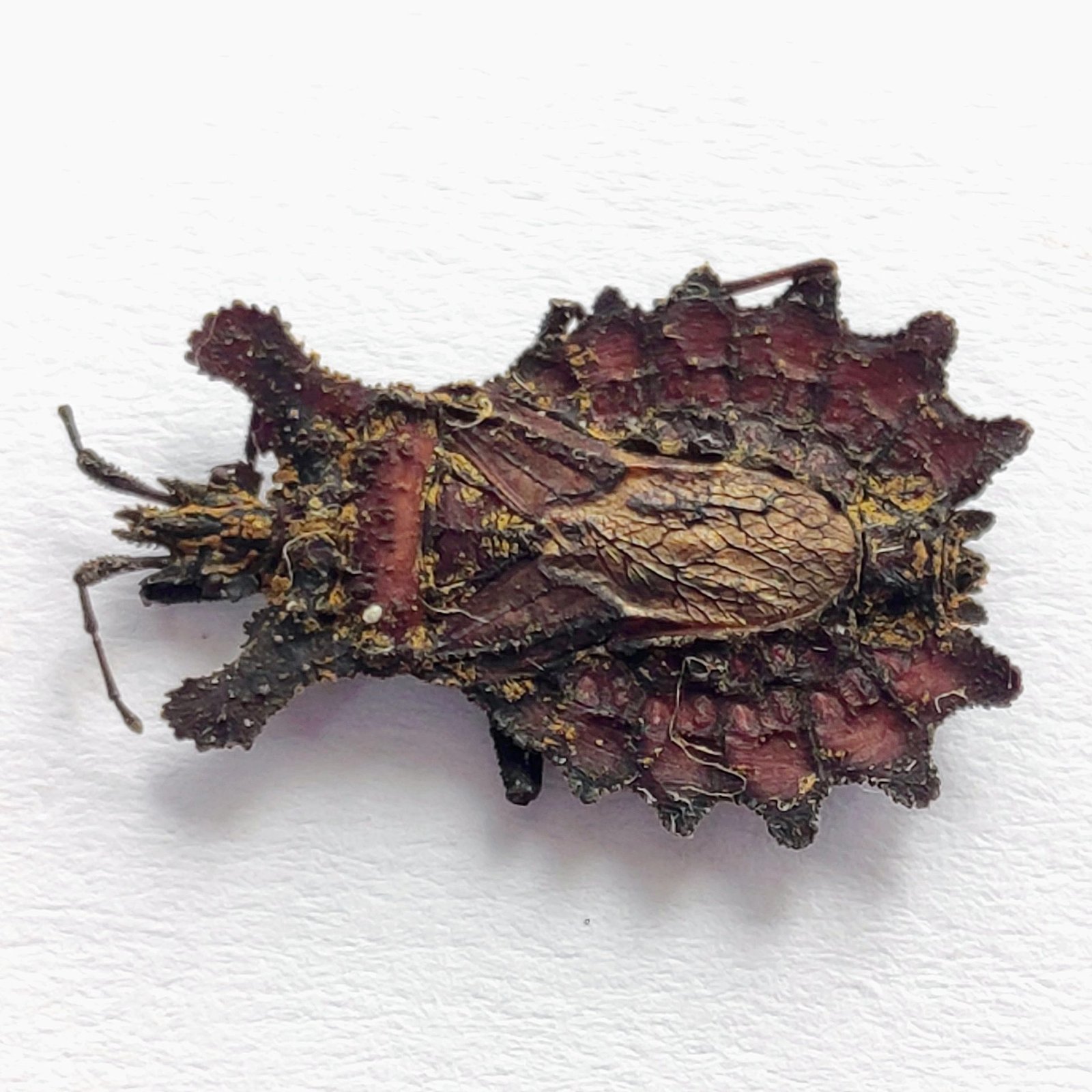 28 Reduviidae - Image 2