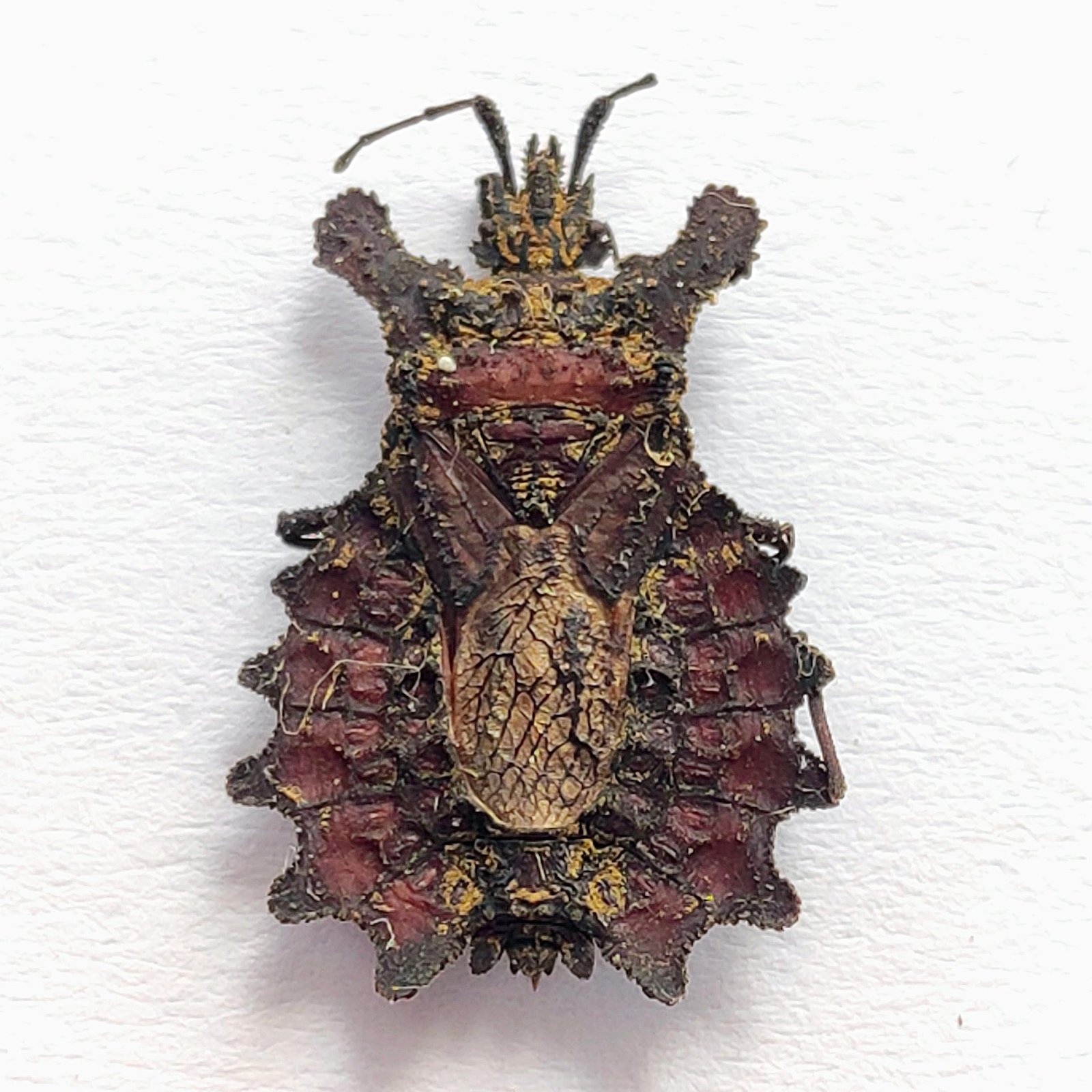 28 Reduviidae - Image 3