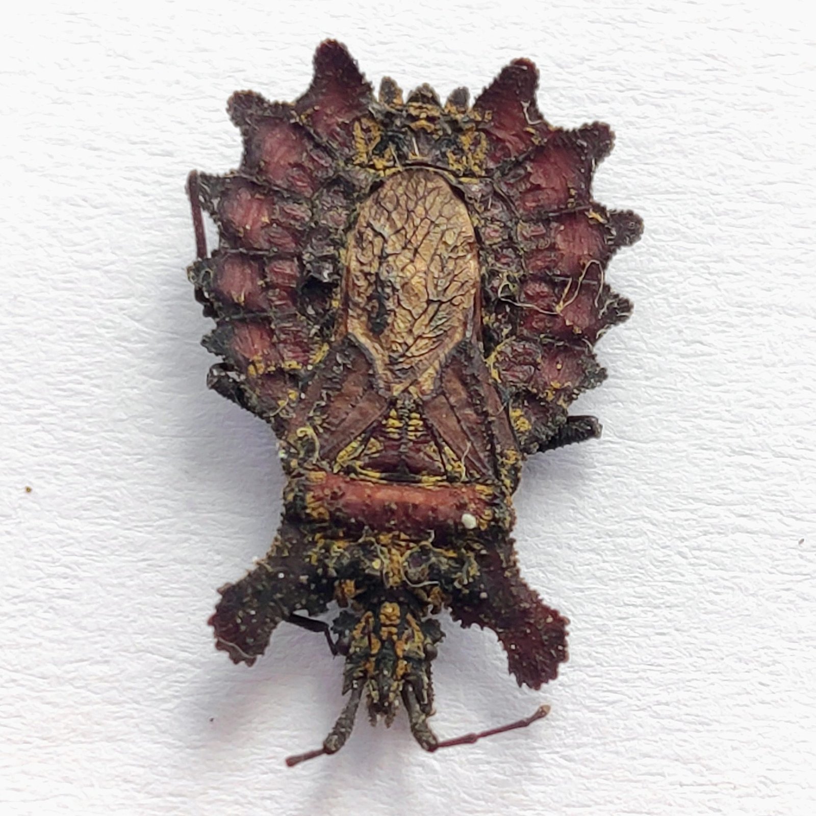 28 Reduviidae