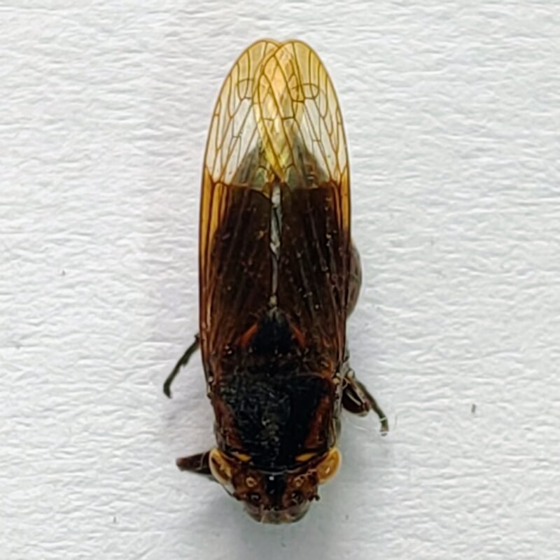 29 Cicadellidae