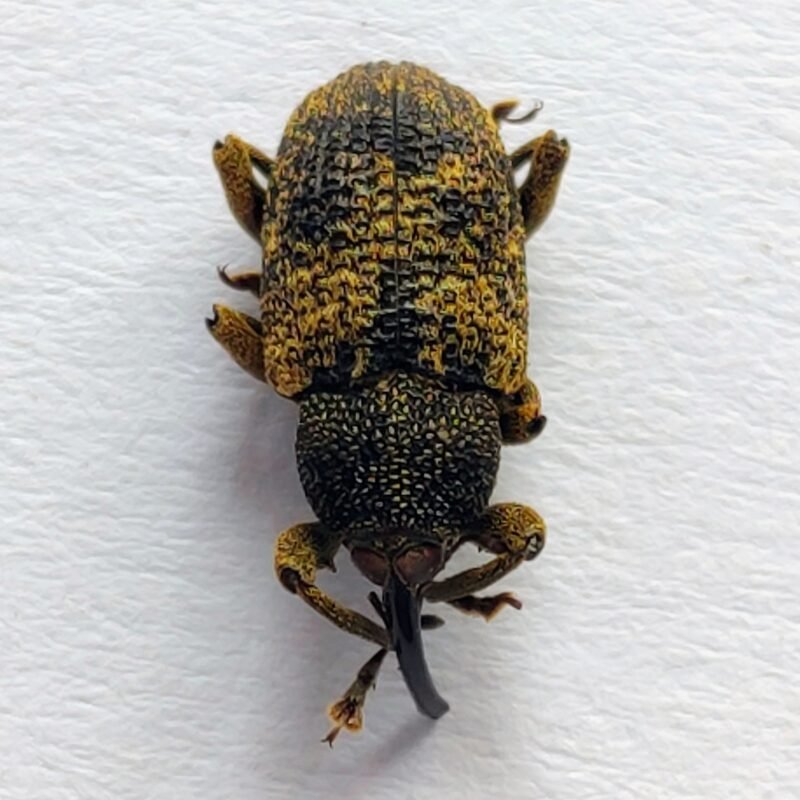 29 Curculionidae