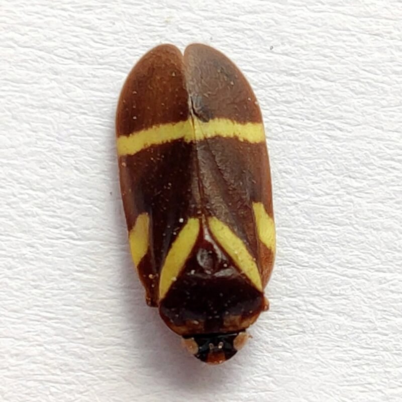 29 Fulgoridae