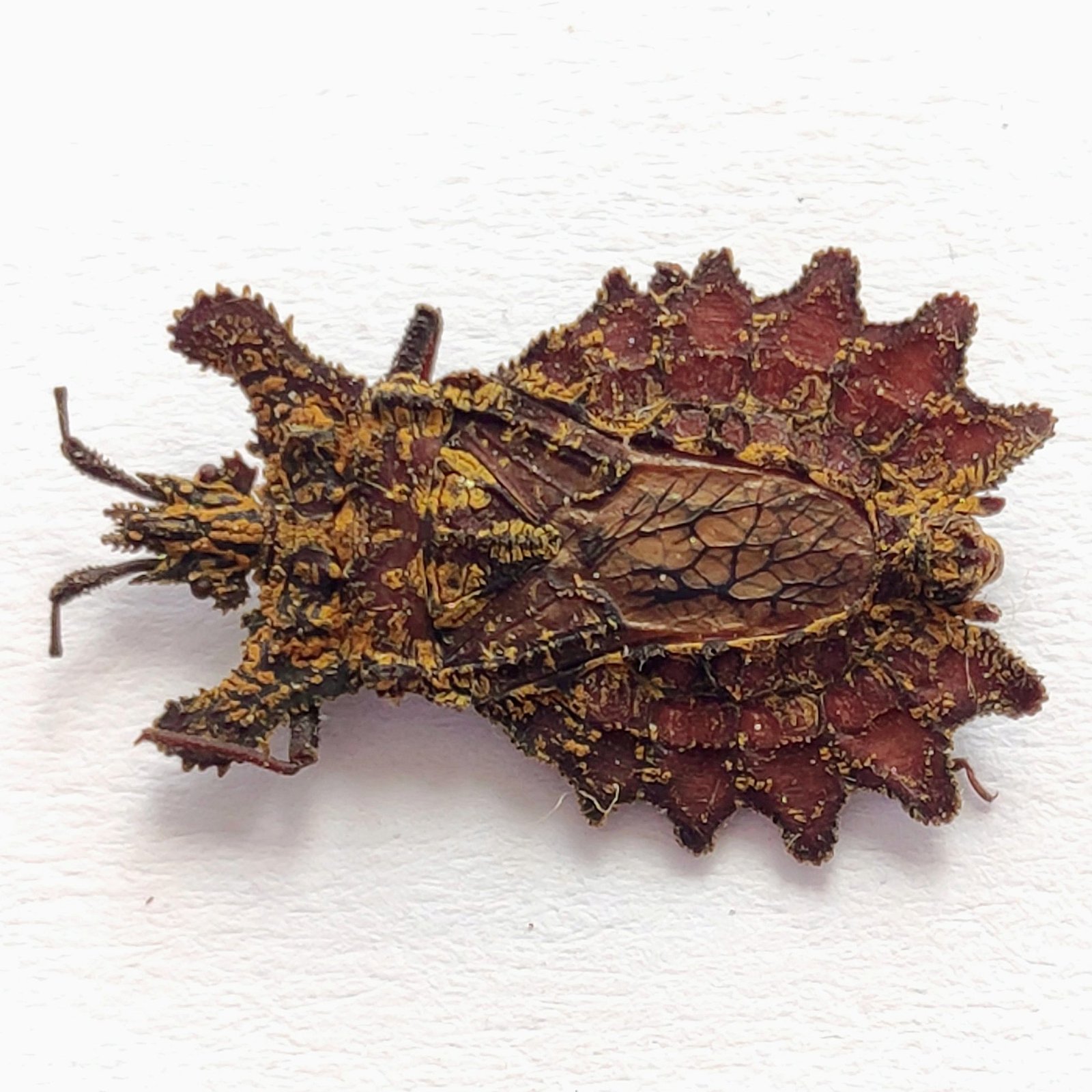 29 Reduviidae - Image 2