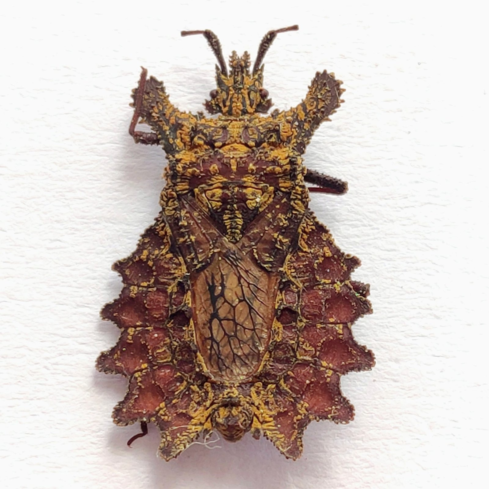 29 Reduviidae - Image 3