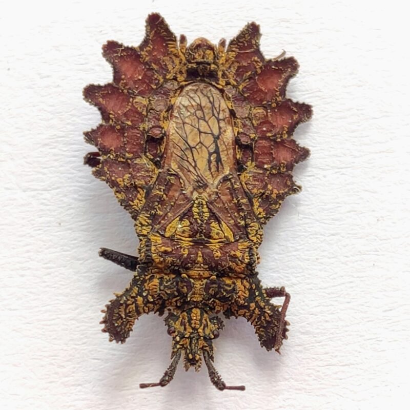 29 Reduviidae