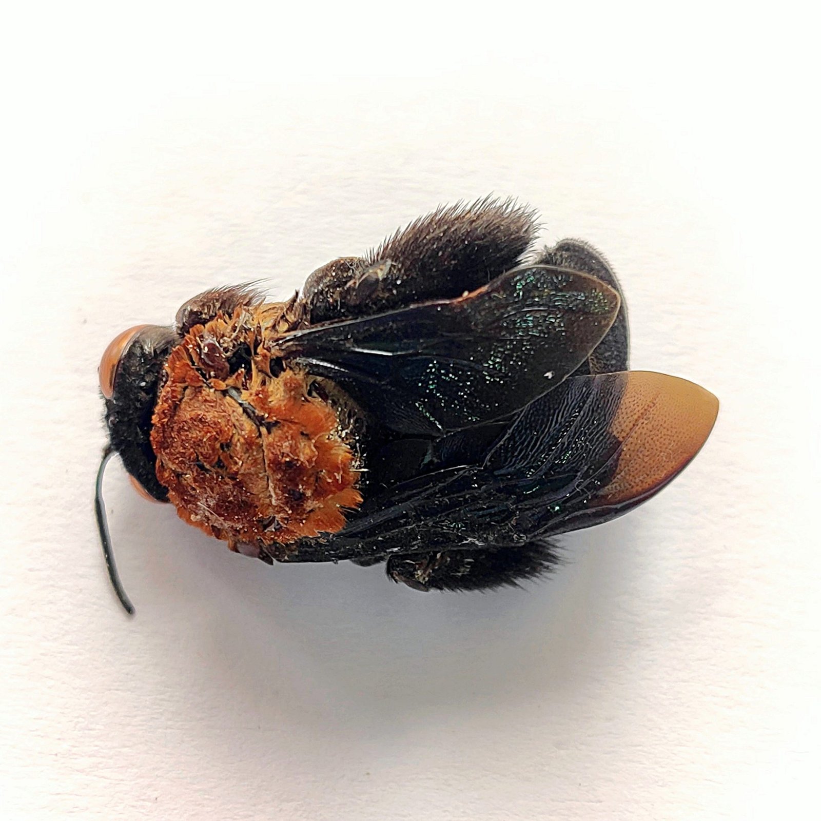 3 Apidae - Image 2