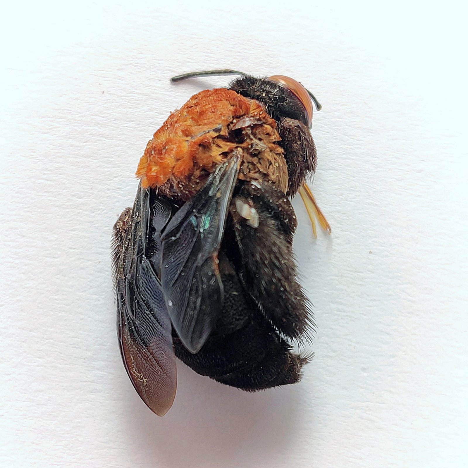 3 Apidae - Image 3