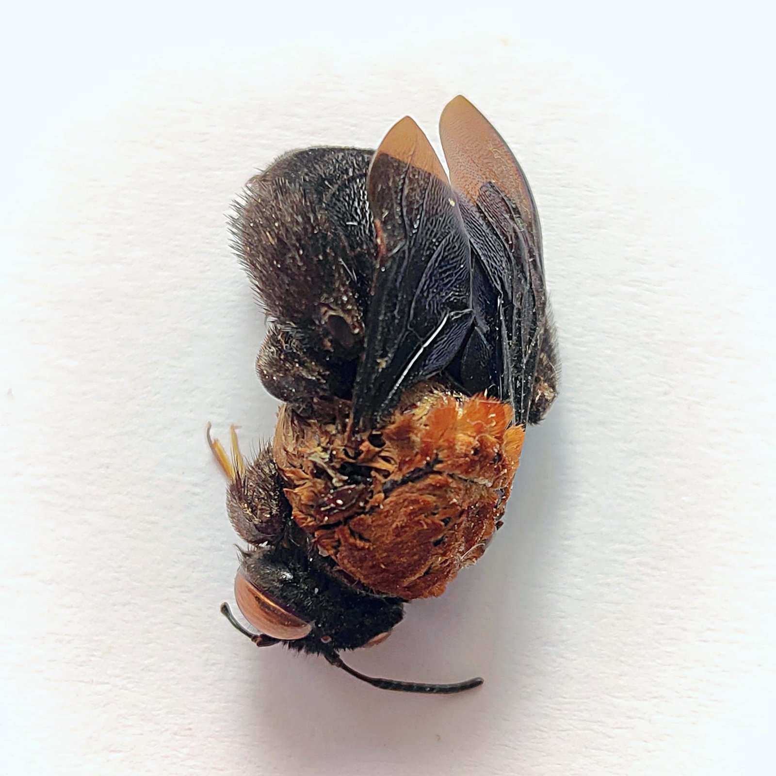 3 Apidae
