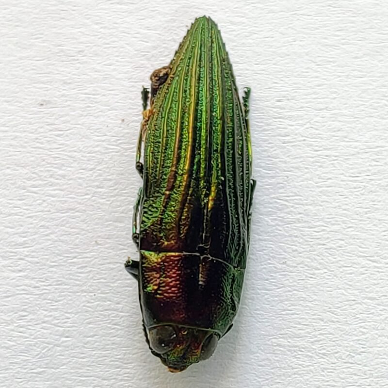 3 Buprestidae