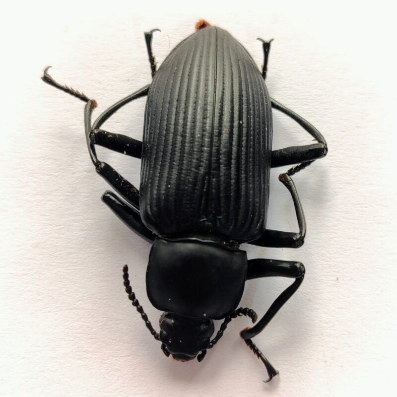 3 Carabidae