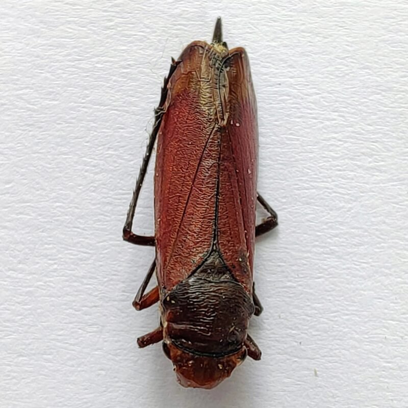 3 Cicadellidae