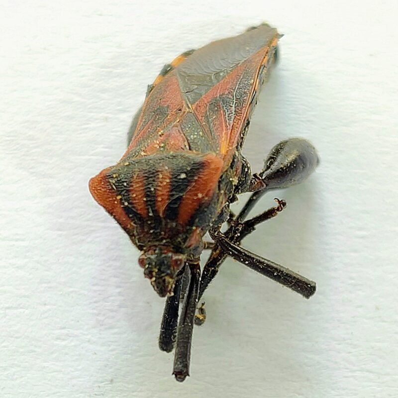 3 Coreidae