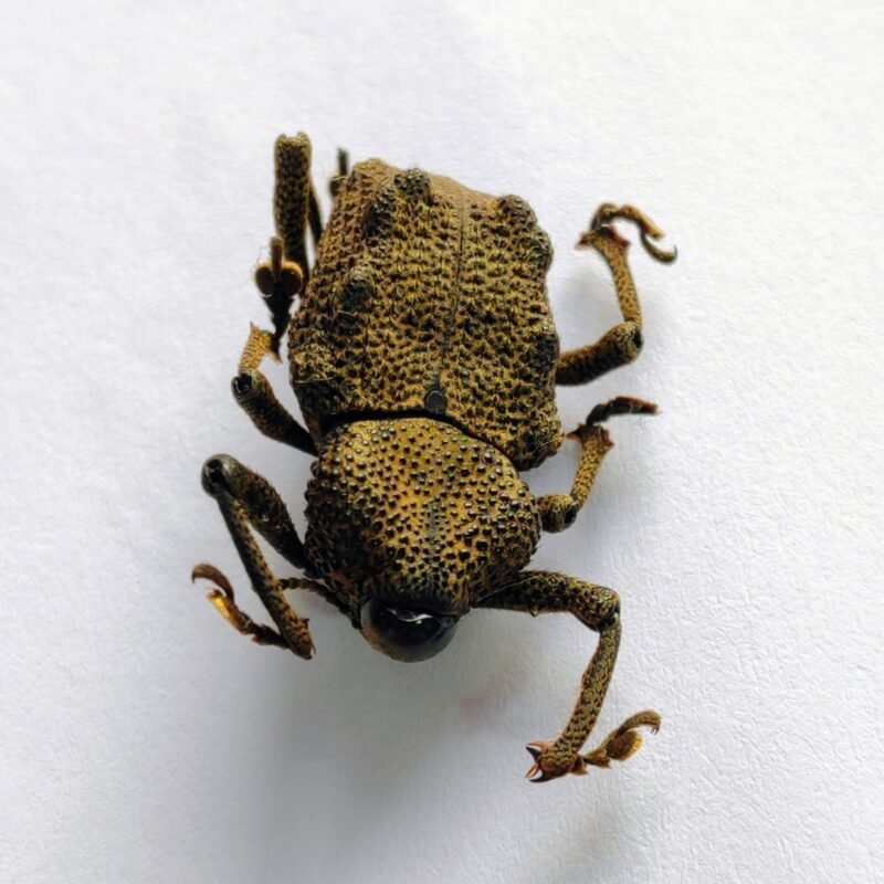 3 Curculionidae