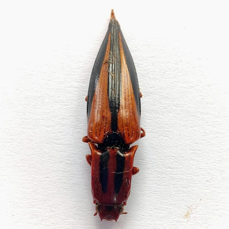 3 Elateridae