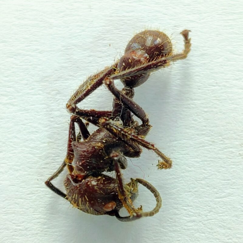 3 Formicidae