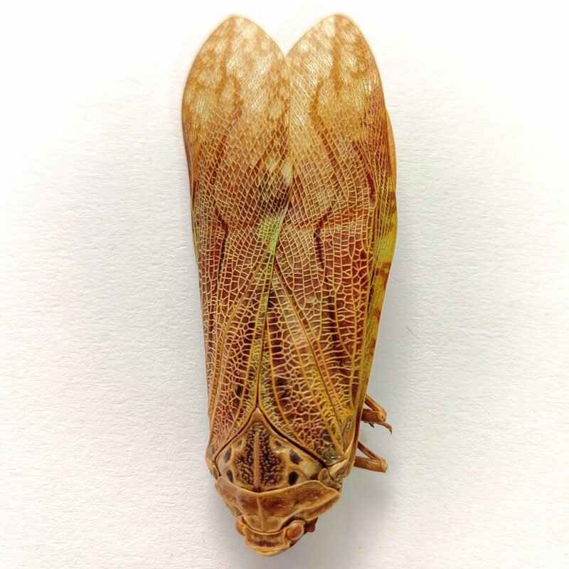 3 Fulgoridae
