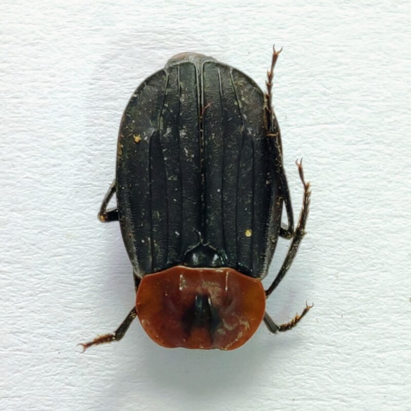 2 Lampyridae