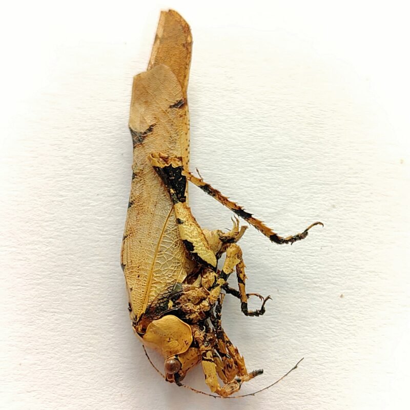 3 Orthoptera